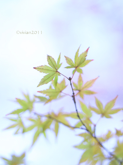 鹿沼 掬翠園の紅葉2019 そして、おこんにゃく茶屋のランチ_e0227942_00275520.jpg