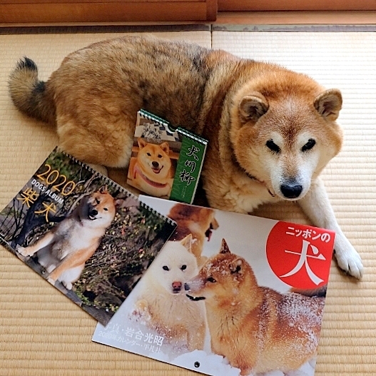 来年の準備_b0314043_13223543.jpg