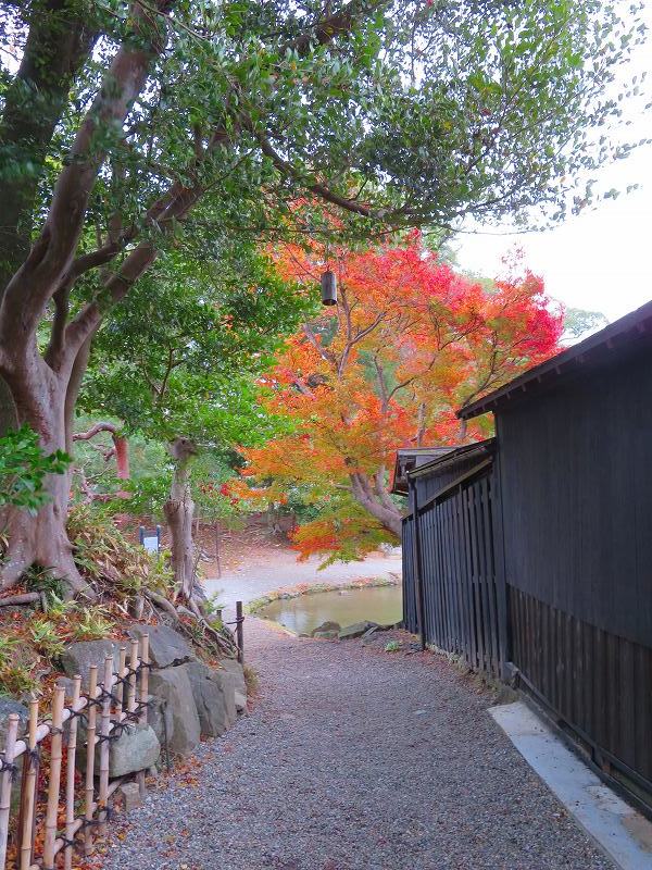 彦根城庭園『玄宮園ほか」20191203_e0237645_23060069.jpg
