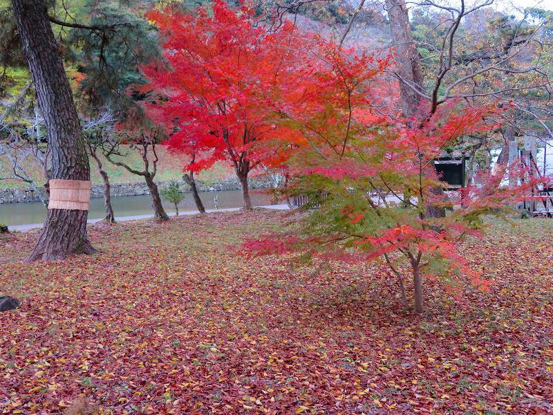 彦根城庭園『玄宮園ほか」20191203_e0237645_23075397.jpg