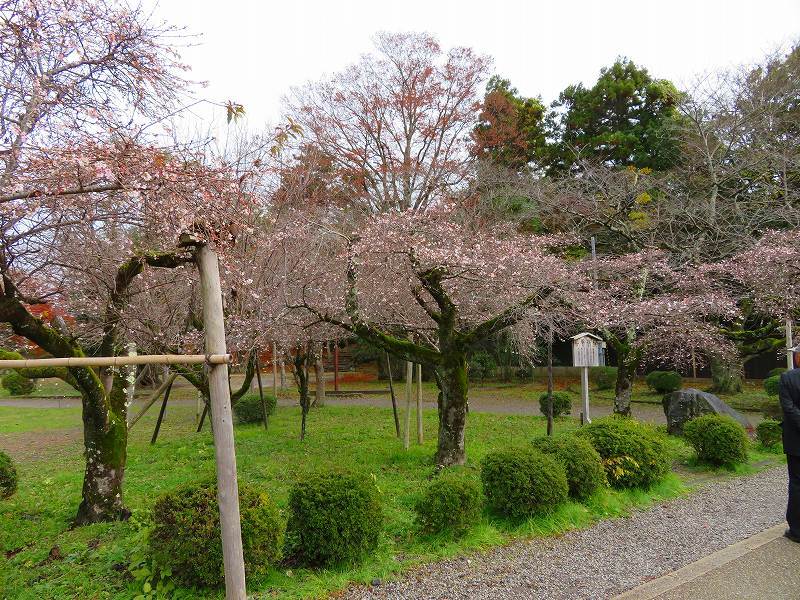 彦根城公園の桜『二季咲桜』20191203_e0237645_23230471.jpg