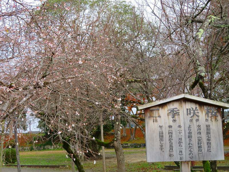 彦根城公園の桜『二季咲桜』20191203_e0237645_23230728.jpg