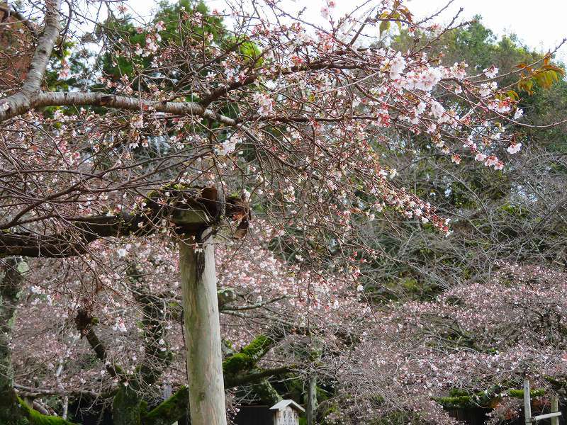 彦根城公園の桜『二季咲桜』20191203_e0237645_23231092.jpg