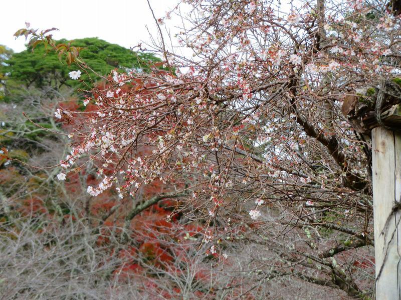 彦根城公園の桜『二季咲桜』20191203_e0237645_23231388.jpg