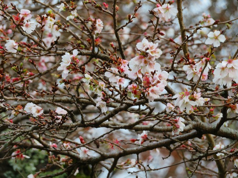 彦根城公園の桜『二季咲桜』20191203_e0237645_23231635.jpg
