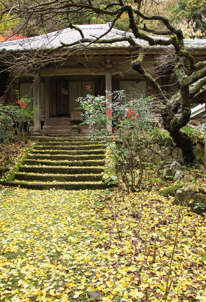 宇陀市　戒長寺　イチョウの絨毯　１_c0108146_21010668.jpg