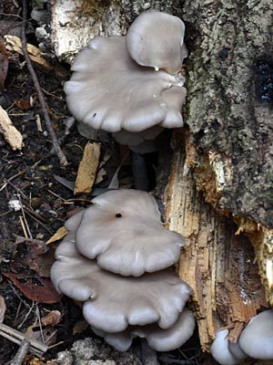 奈良県 矢田丘陵ハイキング 昆虫と地質(博物館イベント)_e0035757_16203455.jpg