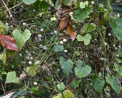奈良県 矢田丘陵ハイキング 昆虫と地質(博物館イベント)_e0035757_16212959.jpg