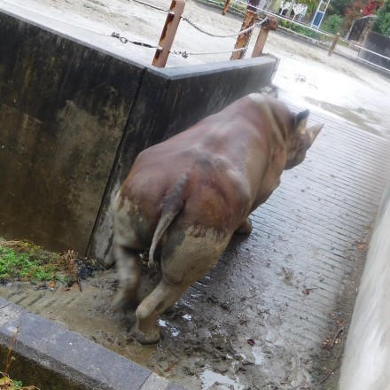 愛媛・とべ動物園のクロサイお父さんのストーム　2019.11.28_e0266067_22070885.jpg