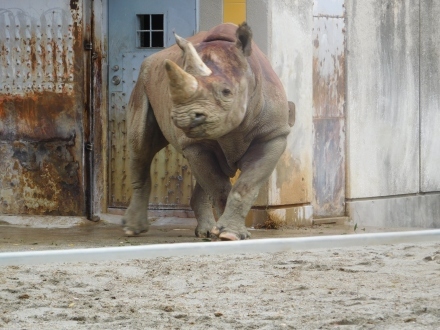 愛媛・とべ動物園のクロサイお父さんのストーム　2019.11.28_e0266067_22121367.jpg