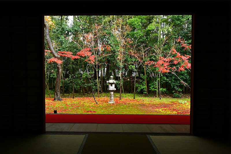 大徳寺塔頭 高桐院 紅葉 ちょっとそこまで