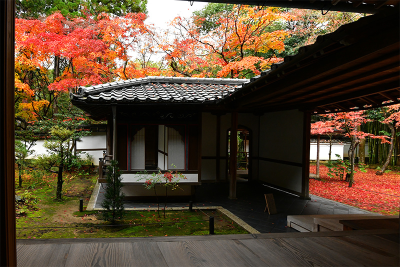 大徳寺塔頭 高桐院 紅葉 ちょっとそこまで