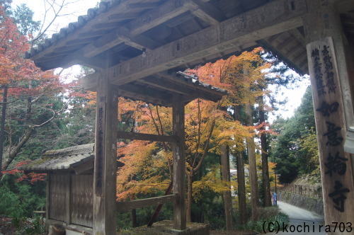今年最後の紅葉~吉野山_e0181373_21425255.jpg