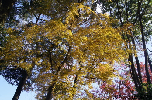今年最後の紅葉~吉野山_e0181373_21433579.jpg