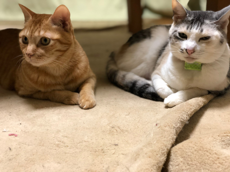 猫長女と猫次女_e0355177_14493057.jpg