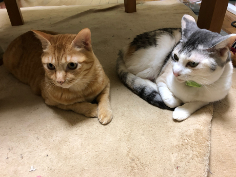 猫長女と猫次女_e0355177_14493244.jpg
