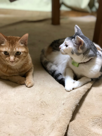 猫長女と猫次女_e0355177_14493925.jpg