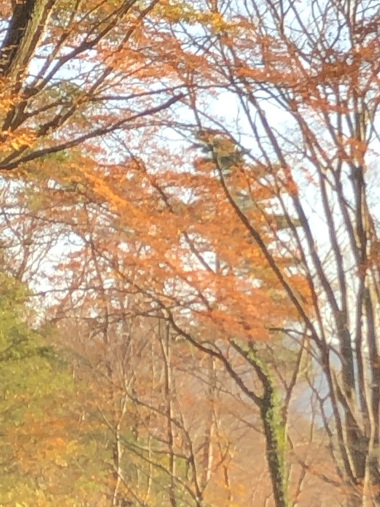 2019年１２月８日　箱根湯河原箱根_b0098584_15265296.jpeg