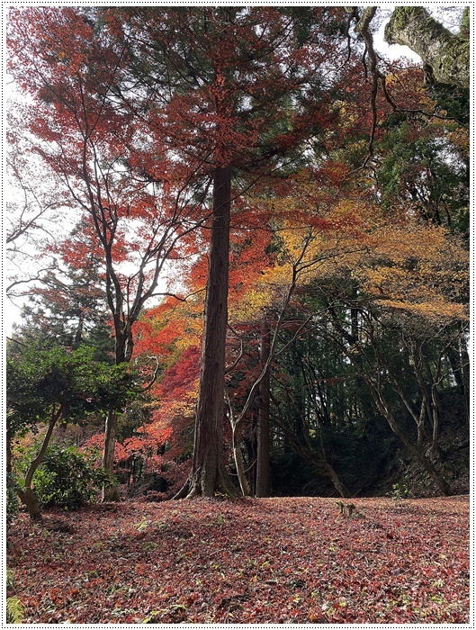 名古屋発、おひとり参加のツアー 備忘録 その2 多良峡から鶏足寺、その前に昼食もね_b0175688_23482841.jpg