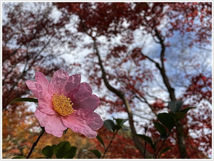 名古屋発、おひとり参加のツアー 備忘録 その2 多良峡から鶏足寺、その前に昼食もね_b0175688_23524669.jpg