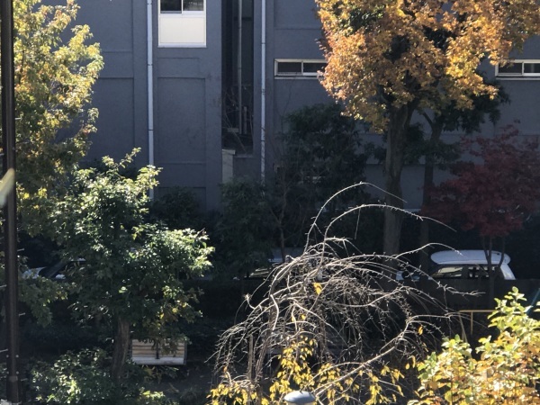 渋谷スカイが見えるベランダとレモンの木_e0397389_12154646.jpeg