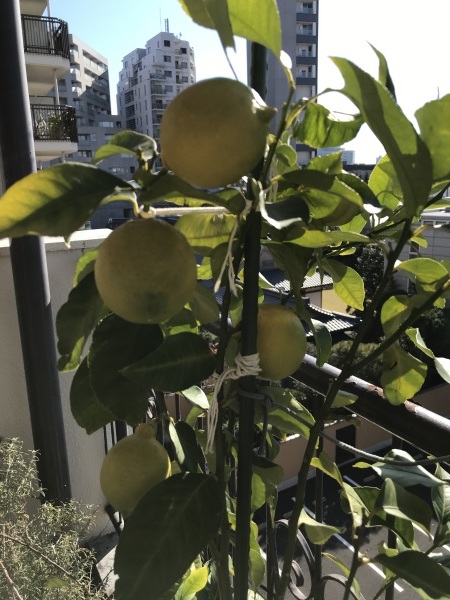 渋谷スカイが見えるベランダとレモンの木_e0397389_12161662.jpeg