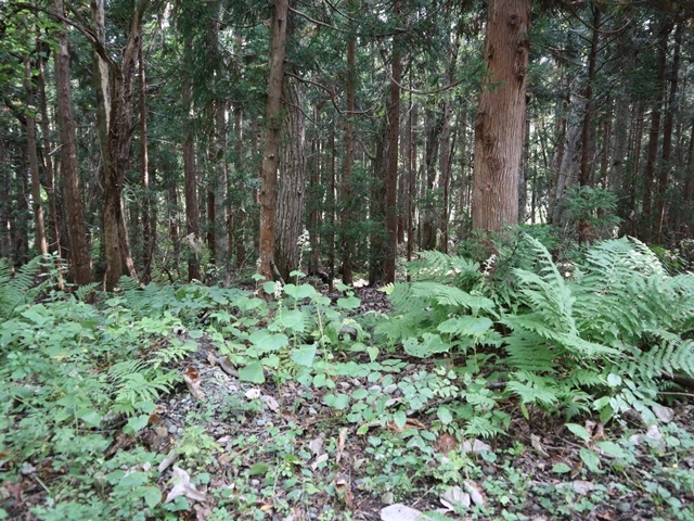 地球温暖化危機と対応策はいかに・・・経済が発展すると炭酸ガスが発生し、オゾン層が破壊され地球の温暖化が進む、温暖化は災害をもたらす_d0181492_13062528.jpg