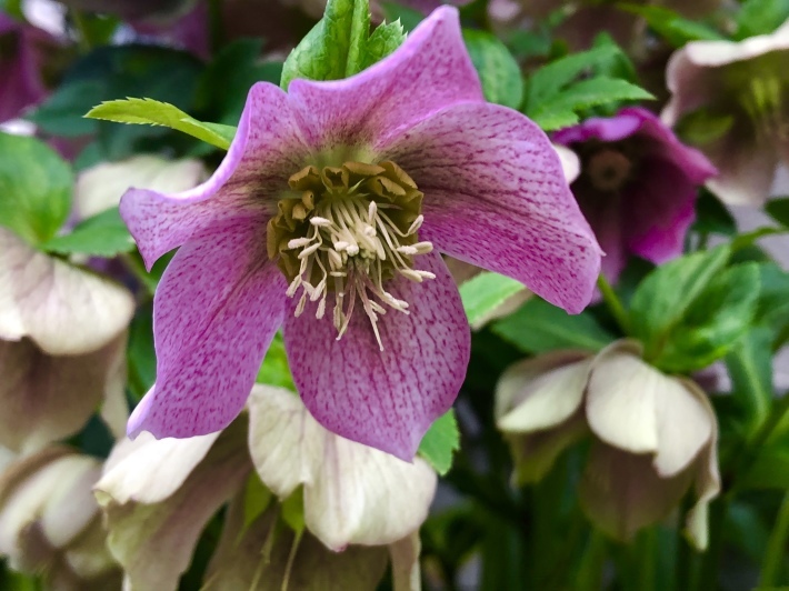 「旅猫倶楽部の素敵なgood fortune！」_f0201297_08222539.jpeg