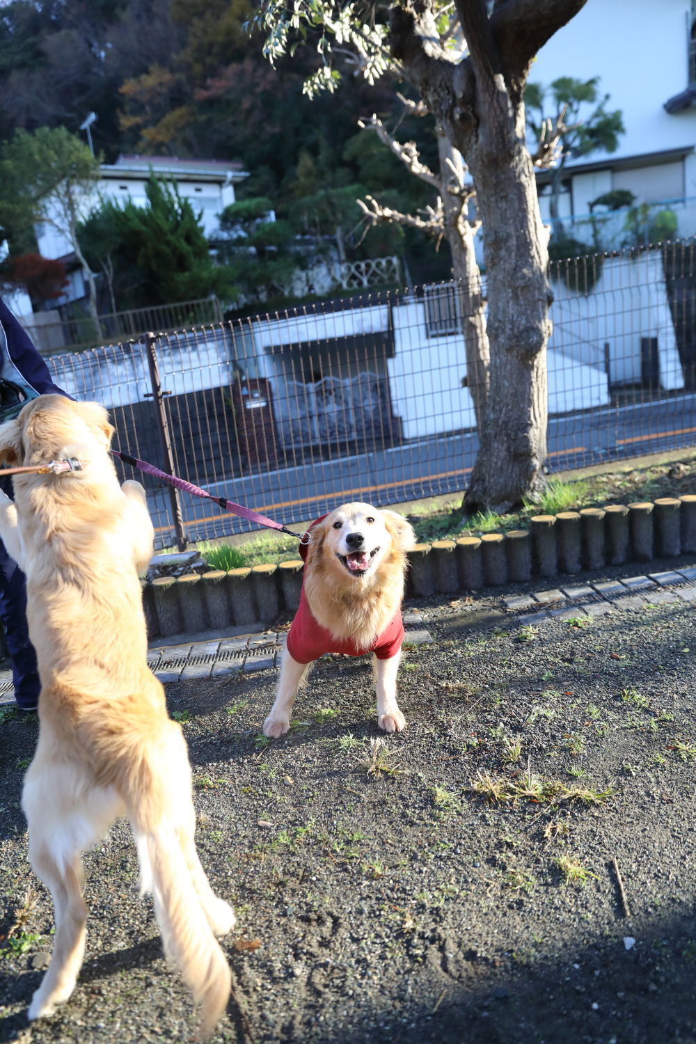 紅葉♪_b0275998_14072545.jpg