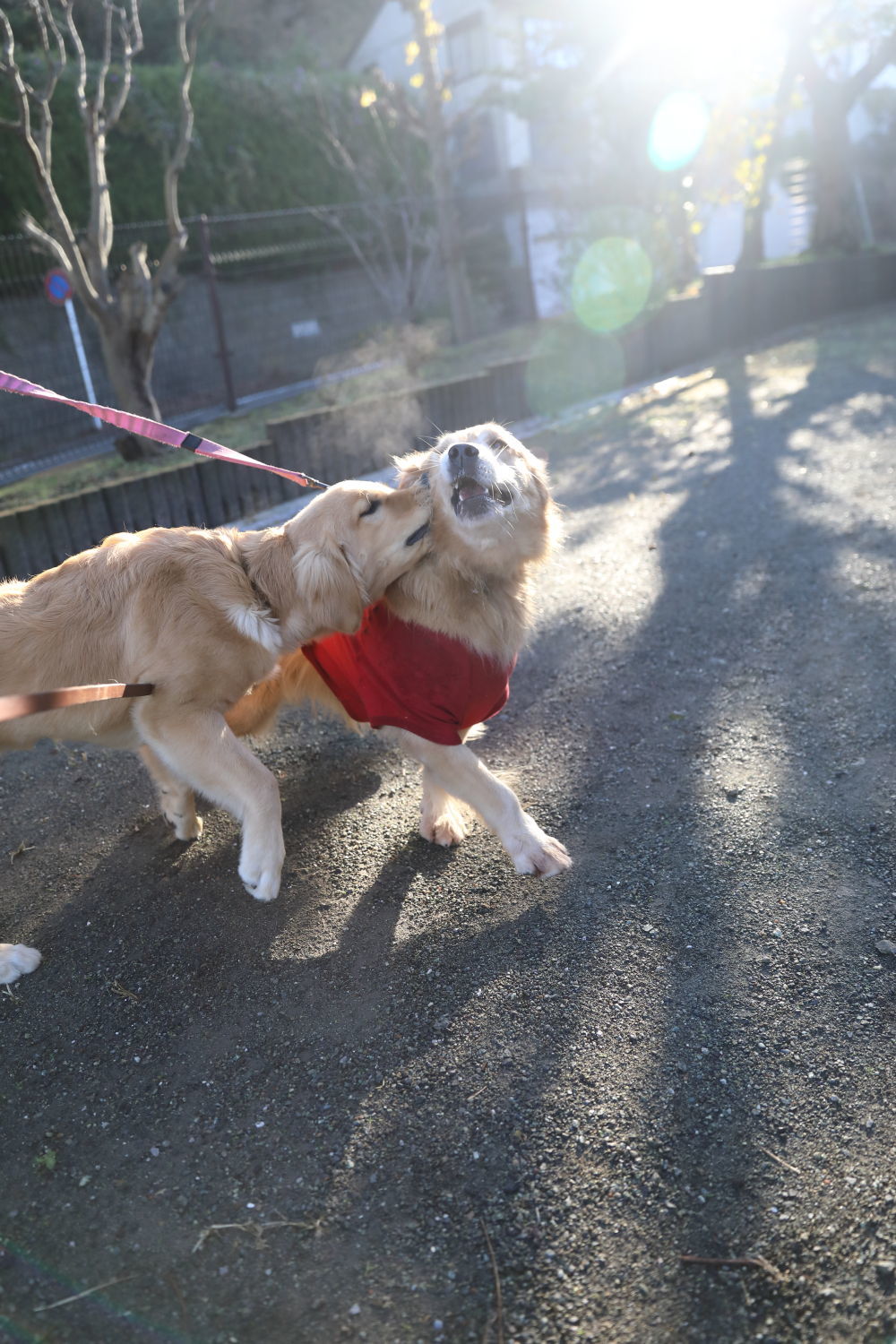 紅葉♪_b0275998_14075141.jpg