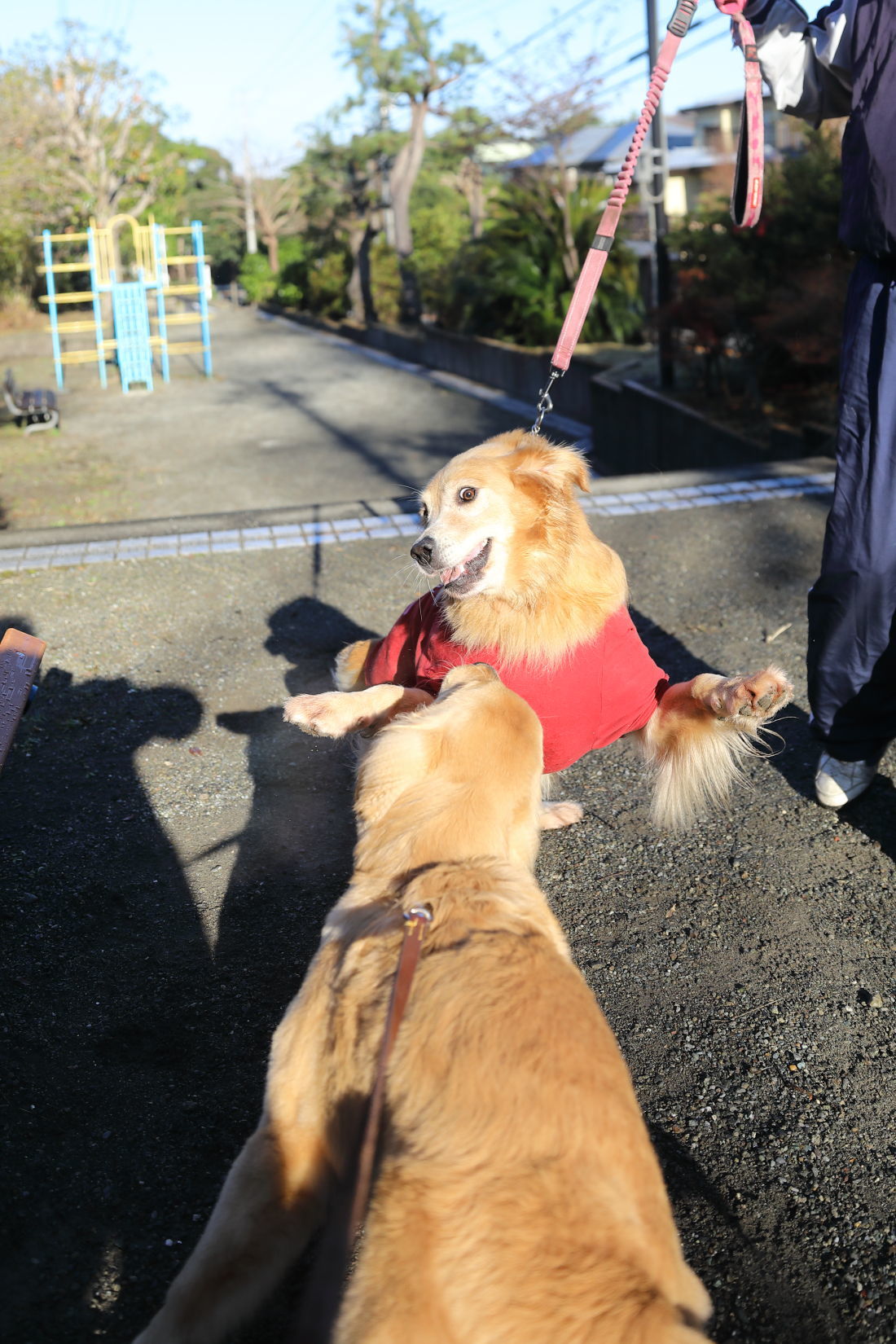 紅葉♪_b0275998_14080722.jpg