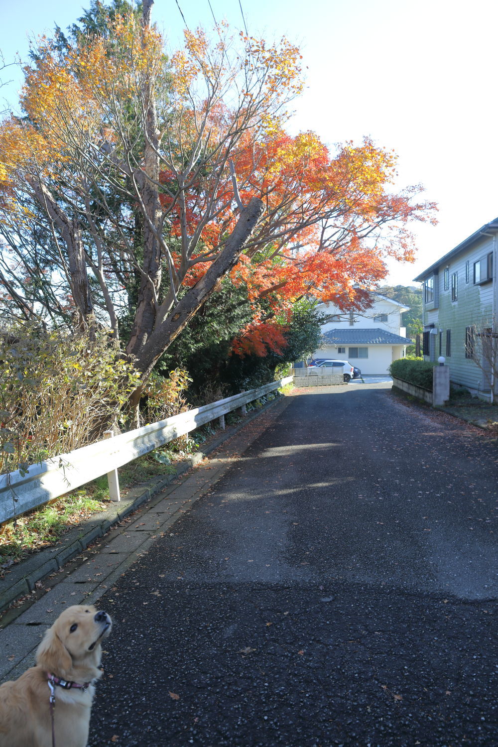 紅葉♪_b0275998_14085242.jpg
