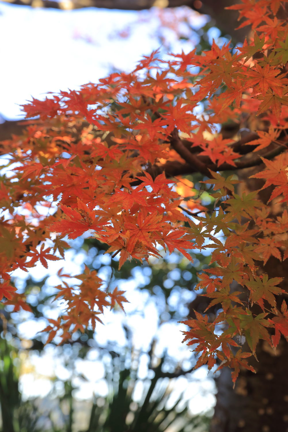 紅葉♪_b0275998_14085681.jpg