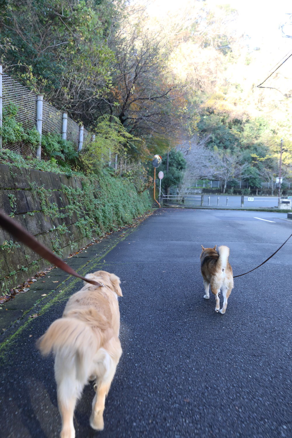 紅葉♪_b0275998_14090863.jpg