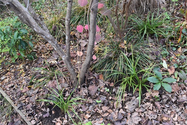 秋の仕込み苗…2019_c0124100_15313675.jpg