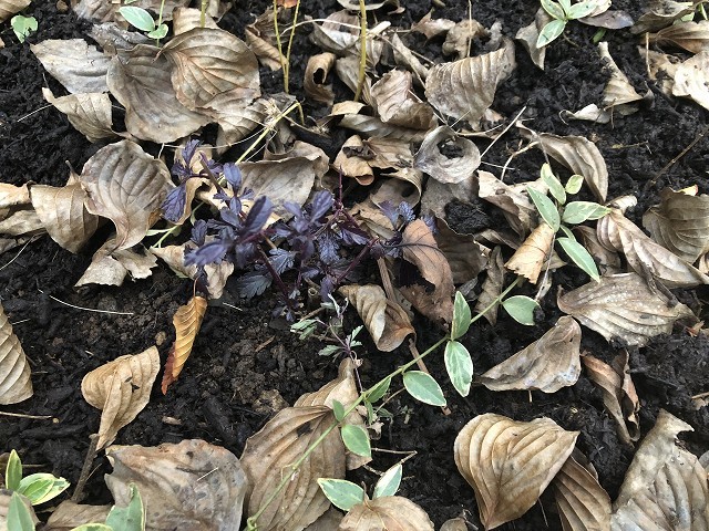 秋の仕込み苗…2019_c0124100_16113131.jpg