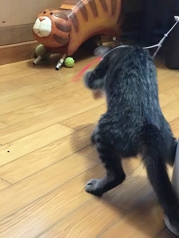 無事に避妊手術が終わりました_f0242002_19093070.jpg