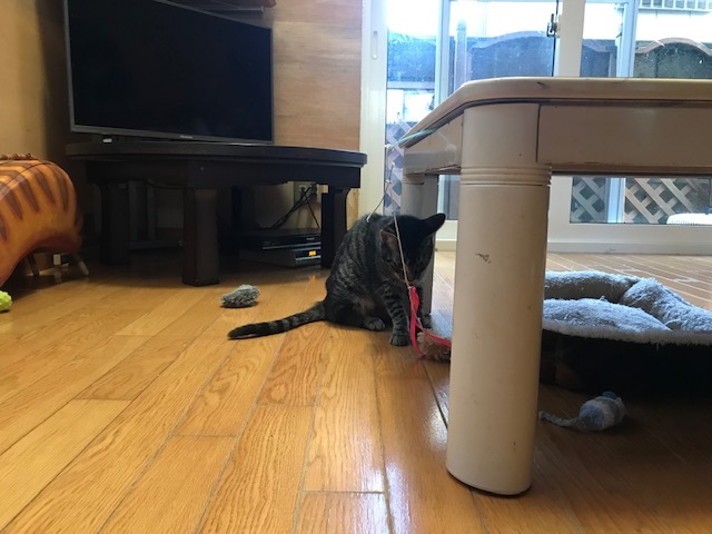 無事に避妊手術が終わりました_f0242002_19100695.jpg