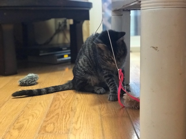 無事に避妊手術が終わりました_f0242002_19103482.jpg