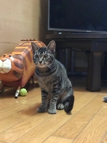 無事に避妊手術が終わりました_f0242002_19113893.jpg