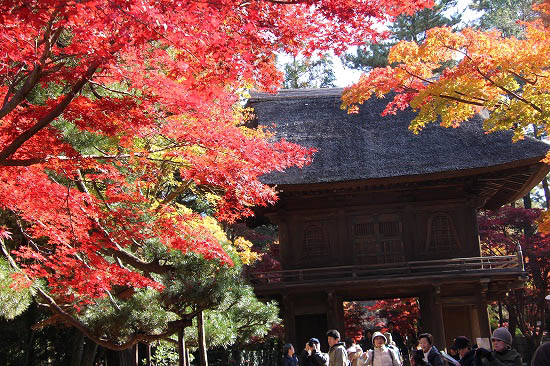 平林寺の紅葉_e0255509_20585643.jpg