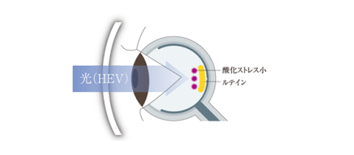 ( ´ⅴ`)「眼の健康を守るルティーナレンズ」 ■京都ファミリー店■_f0349114_17334458.png