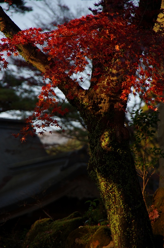紅葉の季節から冬へ_d0052327_1992342.jpg