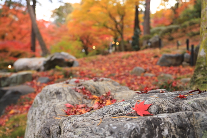 【徳明園】群馬紅葉撮影 part 4_f0348831_22471868.jpg