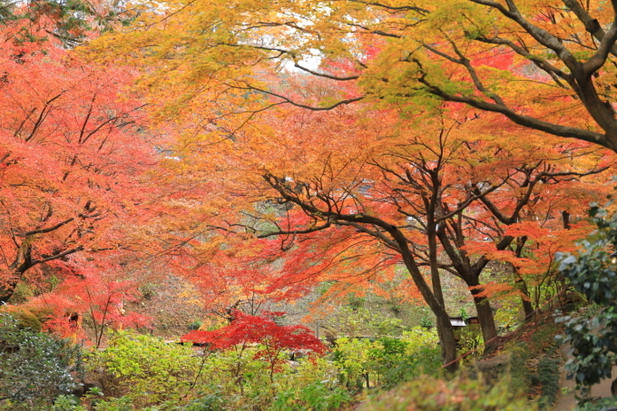 【徳明園】群馬紅葉撮影 part 4_f0348831_22472457.jpg