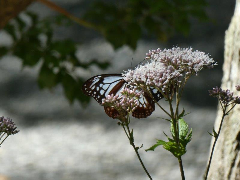 そば切り こごろ 　蝶々も舞う蕎麦屋さん_d0106134_14195703.jpg