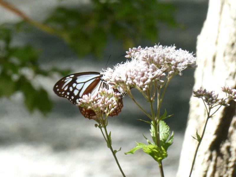 そば切り こごろ 　蝶々も舞う蕎麦屋さん_d0106134_14195924.jpg