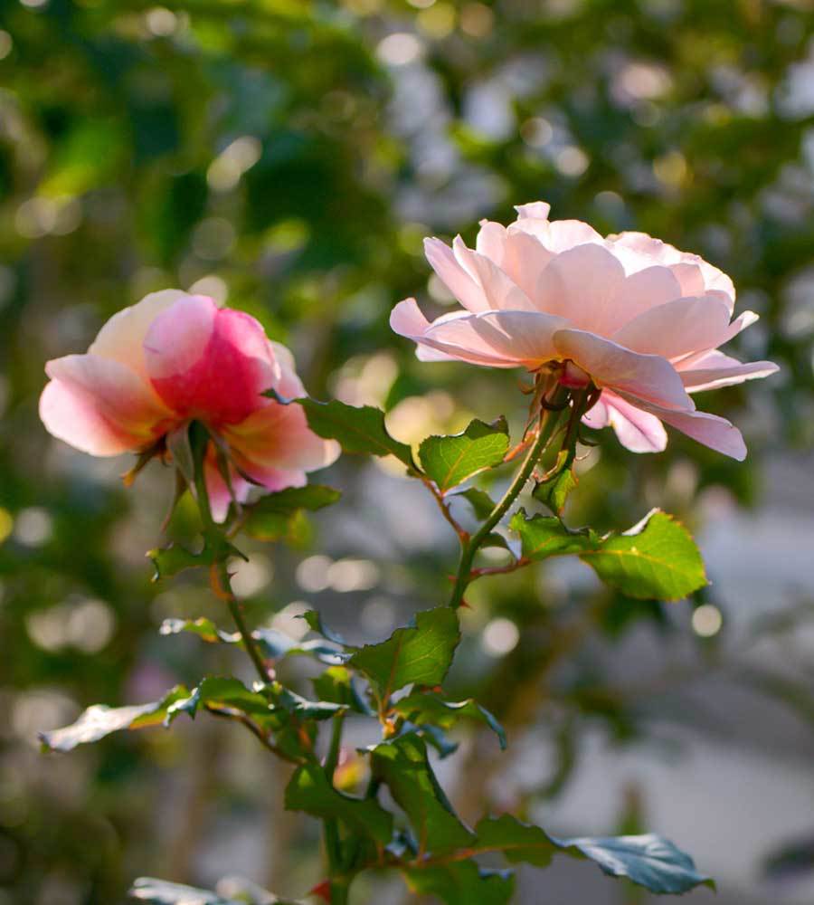 わが家の冬薔薇 12月 熊本市 チャレンジ 日々の散歩道