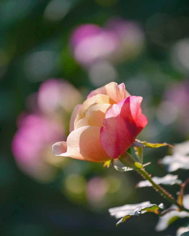 わが家の冬薔薇 12月 熊本市 チャレンジ 日々の散歩道