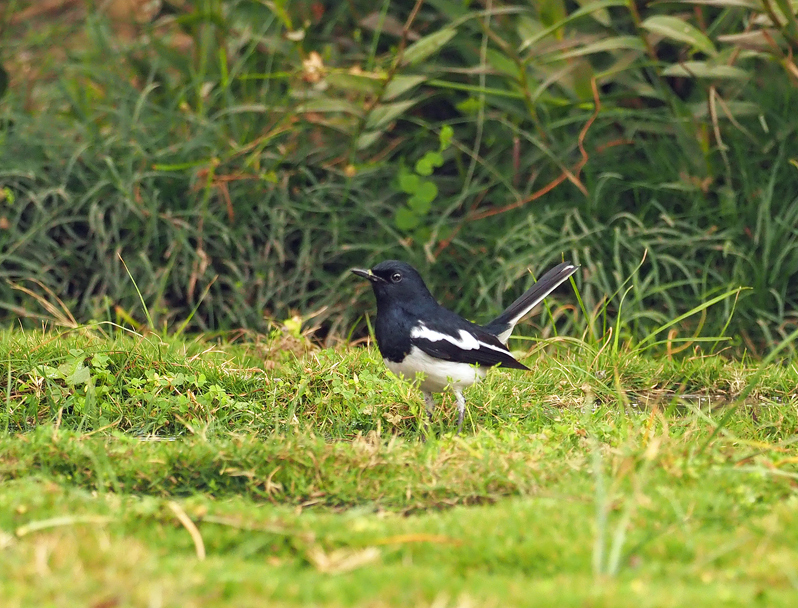 シキチョウが美しい声で鳴いた！　～ネパールの野鳥（２）_f0140054_14450393.jpg